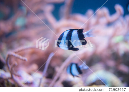水族館很有趣 水族館很有趣 71902637