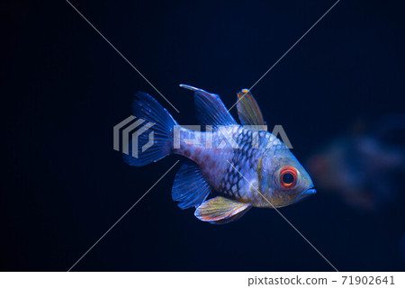 Aquarium is fun 71902641