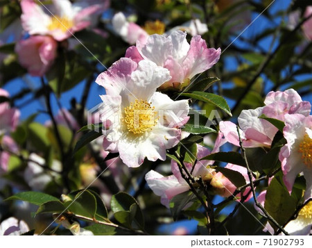 Sasanqua flowers Sasanqua flowers 71902793