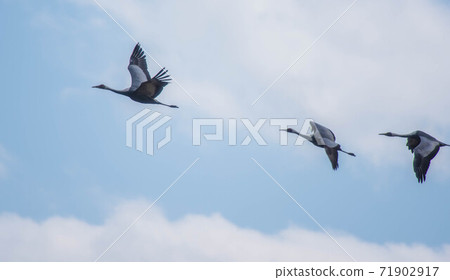 Crane wintering ground Izumi Crane wintering ground Izumi 71902917