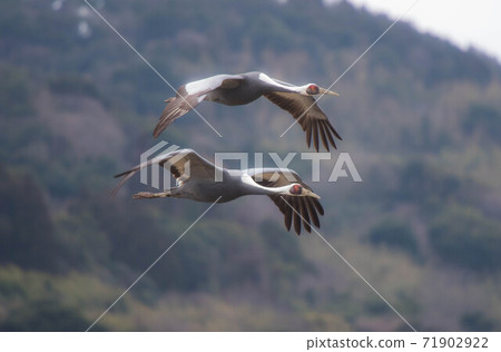 Crane wintering ground Izumi Crane wintering ground Izumi 71902922