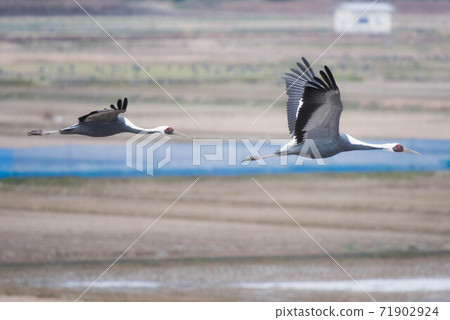 Crane wintering ground Izumi Crane wintering ground Izumi 71902924