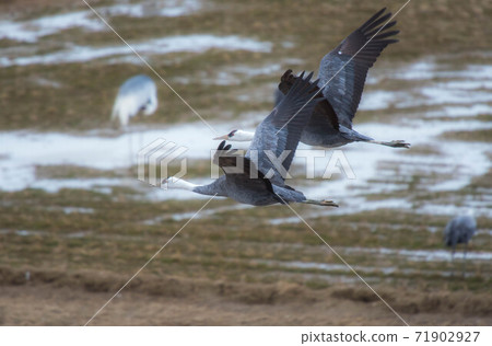 Crane wintering ground Izumi 71902927