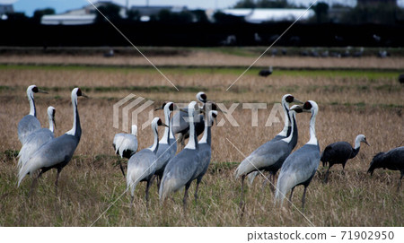 Crane wintering ground Izumi Crane wintering ground Izumi 71902950