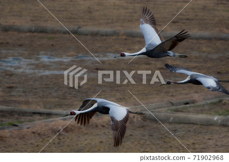 起重機越冬區洪水 71902968