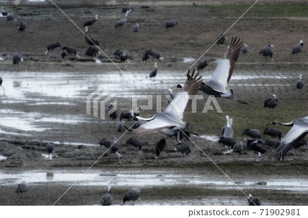 Crane wintering ground Izumi Crane wintering ground Izumi 71902981