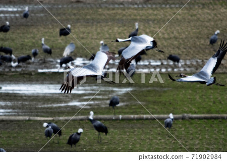 Crane wintering ground Izumi 71902984