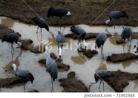 Crane wintering ground Izumi 71902988