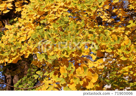 銀杏禪師寺秋葉黃銀杏松戶市 71903006