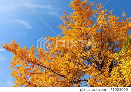 Ginkgo Zenshoji Autumn Leaves Yellow Ginkgo Matsudo City Ginkgo Zenshoji Autumn Leaves Yellow Ginkgo Matsudo City 71903009
