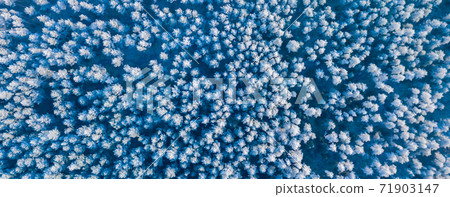 Blue background texture of a frozen forest at winter, top earial view Blue background texture of a frozen forest at winter, top earial view 71903147