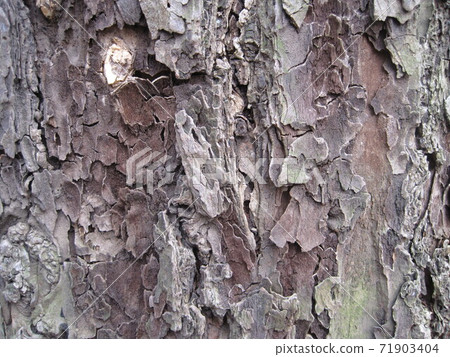Close-up photo of bark Close-up photo of bark 71903404