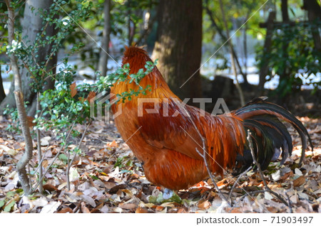 Shinto chicken (Atsuta Jingu / Atsuta-ku, Nagoya City, Aichi Prefecture) 71903497