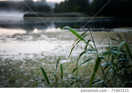 Frozen spider web during calm autumn morning by lake 71903525