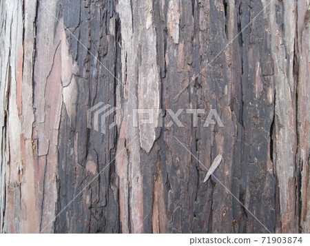 樹皮的特寫照片 71903874