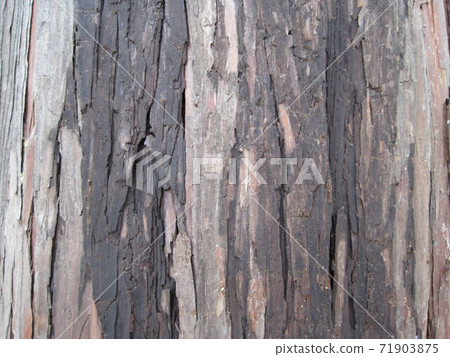 樹皮的特寫照片 71903875