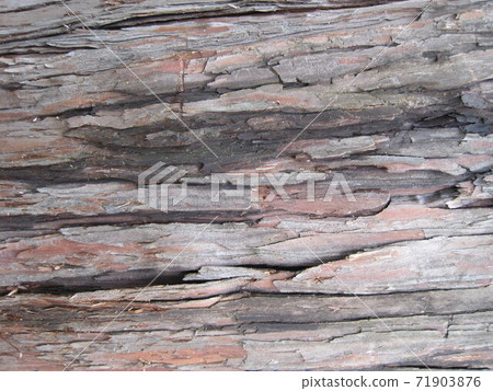樹皮的特寫照片 71903876