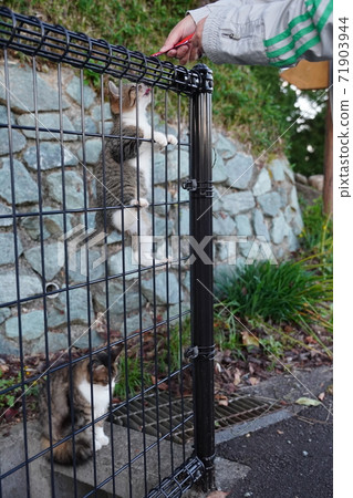 Kijitora White Stray Cat Kitten Climbing the Fence Forgetting Me For Your Favorite Rice Kijitora White Stray Cat Kitten Climbing the Fence Forgetting Me For Your Favorite Rice 71903944
