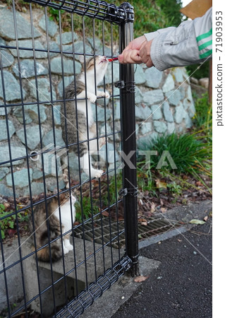 Kijitora White Stray Cat Kitten Climbing the Fence Forgetting Me For Your Favorite Rice Kijitora White Stray Cat Kitten Climbing the Fence Forgetting Me For Your Favorite Rice 71903953