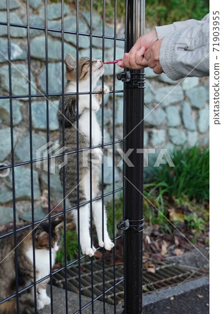 Kijitora White Stray Cat Kitten Climbing the Fence Forgetting Me For Your Favorite Rice Kijitora White Stray Cat Kitten Climbing the Fence Forgetting Me For Your Favorite Rice 71903955