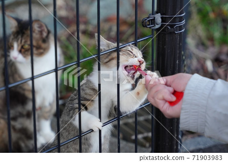Kijitora White Stray Cat Kitten Climbing the Fence Forgetting Me For Your Favorite Rice Kijitora White Stray Cat Kitten Climbing the Fence Forgetting Me For Your Favorite Rice 71903983