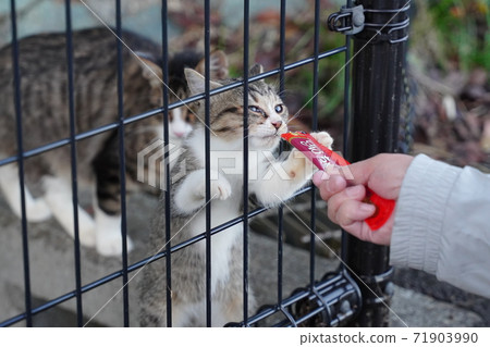 Kijitora White Stray Cat Kitten Climbing the Fence Forgetting Me For Your Favorite Rice Kijitora White Stray Cat Kitten Climbing the Fence Forgetting Me For Your Favorite Rice 71903990