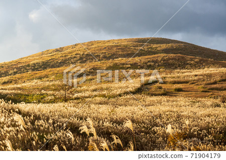Akiyoshidai where the field of Japanese pampas grass spreads Akiyoshidai where the field of Japanese pampas grass spreads 71904179