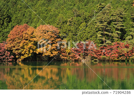 Autumn leaves of South Inaga lake Autumn leaves of South Inaga lake 71904286