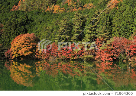 Autumn leaves of South Inaga lake 71904300