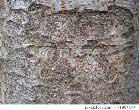 Close-up photo of bark 71904574