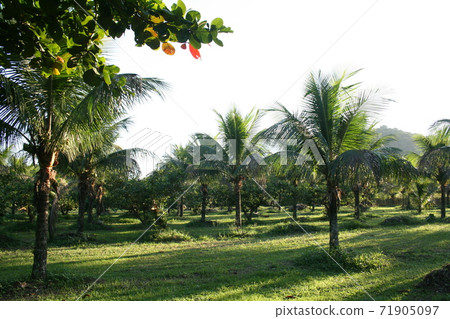 Coconut palms grown in Rio de Janeiro Coconut palms grown in Rio de Janeiro 71905097