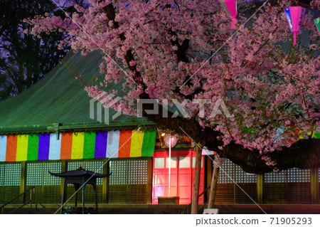 Kawagoe Daishi: Cherry blossoms in full bloom at Kitain Jieido 71905293