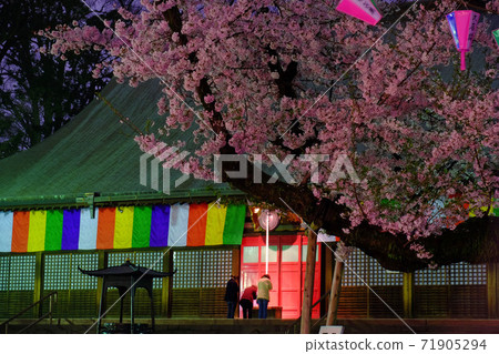 Kawagoe Daishi：晚上在Kitain Jieido盛開的櫻花。有崇拜者。 71905294