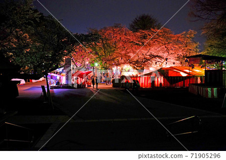 Kawagoe Daishi, the cherry blossom viewing venue at night in Kitain 71905296