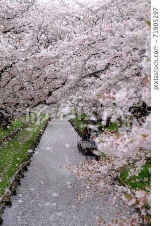 Kawagoe: Sakura snowstorm along the Shingashi River 71905297