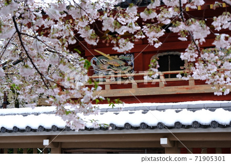 Kawagoe Kitain's Bell Tower Gate Unseasonable snow accumulates when the cherry blossoms are in full bloom 71905301