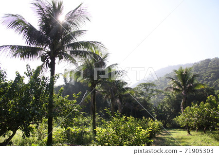 Coconut Brazil cultivated in Rio 71905303