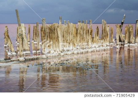 Wooden poles on the pink salt lake Sasyk in the Republic of Crimea, Russia. Sunny day September 27 71905429