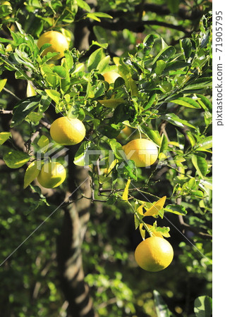 Citrus oranges 71905795