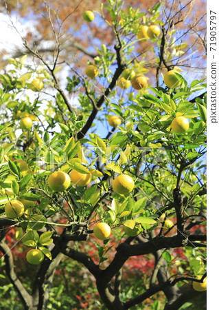 Citrus oranges 71905797