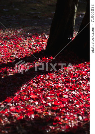 Autumn leaves that cover the ground 71905858
