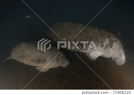 florida manatee close up portrait in crystal river mother and baby 71906220