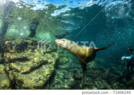 Sea lion Seals behind giant sardine bait ball underwater Sea lion Seals behind giant sardine bait ball underwater 71906240