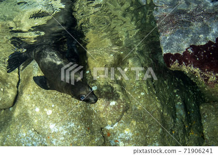 puppy newborn Sea lion eared Seal while diving california puppy newborn Sea lion eared Seal while diving california 71906241