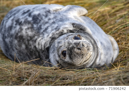 grey seal puppy while relaxing on the beach in Great Britain 71906242