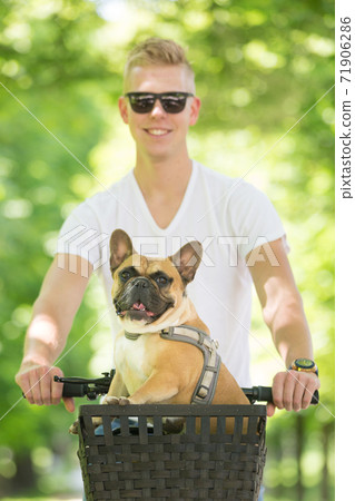 French bulldog dog enjoying riding in bycicle basket in city park French bulldog dog enjoying riding in bycicle basket in city park 71906286