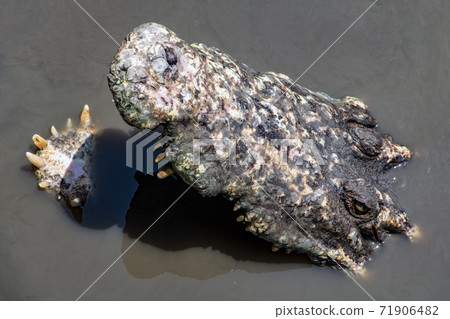 Crocodile with open mouth is looking from water. Open jaw with teeth of crocodile in water. 71906482