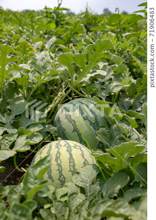 Watermelons grow on a field. Fresh water-melons under leaves on field.  71906483