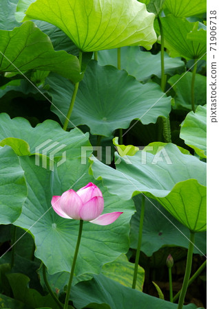 蓮花 蓮花 71906718