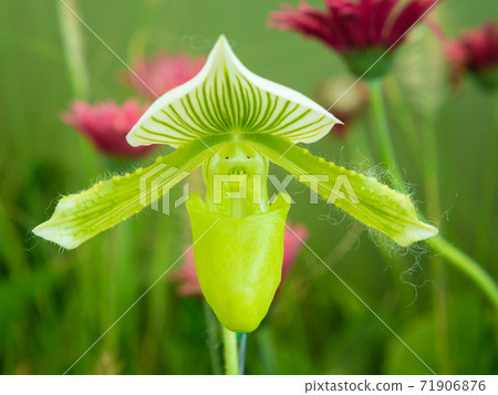 Paphiopedilum green coral orchid. 71906876